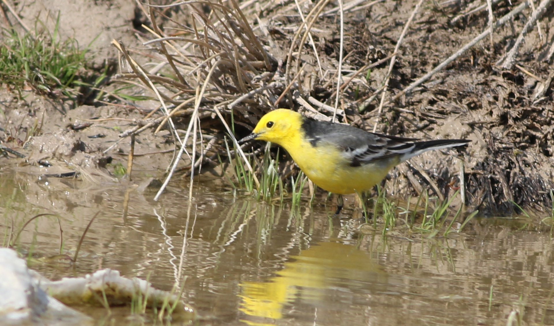 Citrine Wagtail